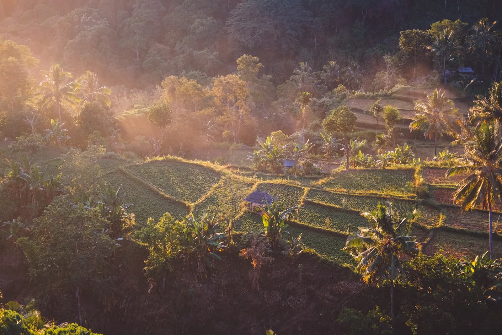 Hamparan sawah berundak dan pepohonan di Lombok