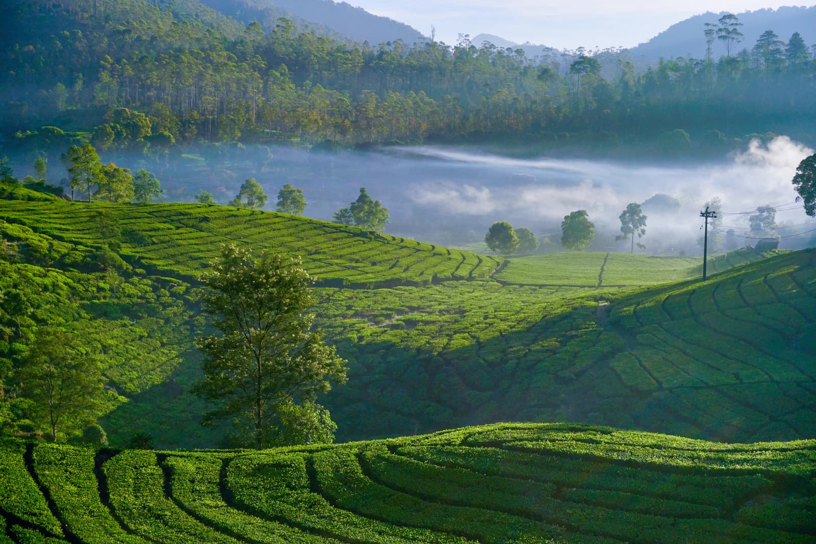 Kabut pagi menyelimuti kebun teh dan perbukitan hijau di Rancabali, Jawa Barat