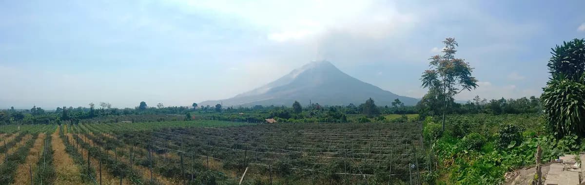 Gunung Sinabung mengepulkan asap di atas ladang penduduk